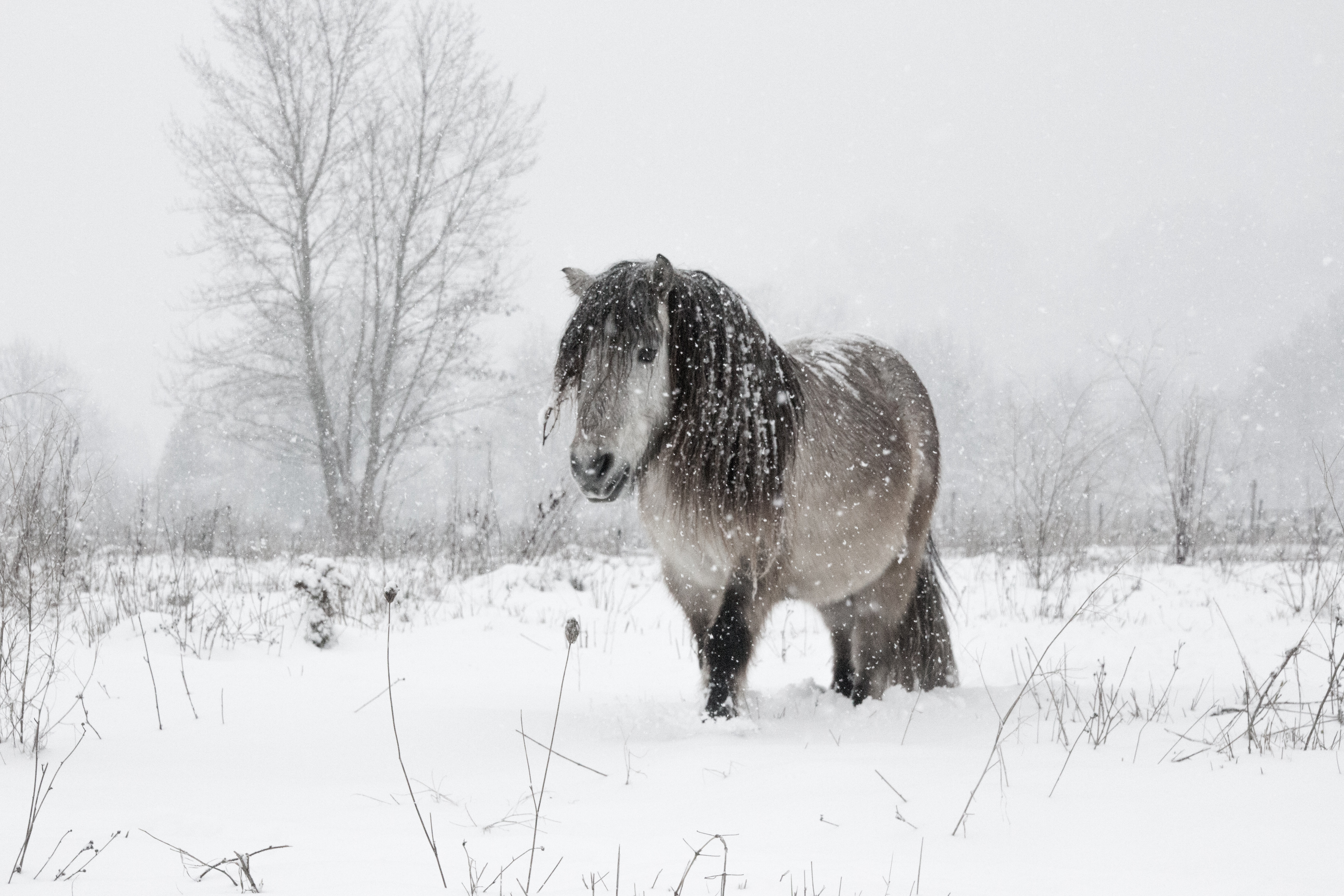 🦄 Stage « à Poney »