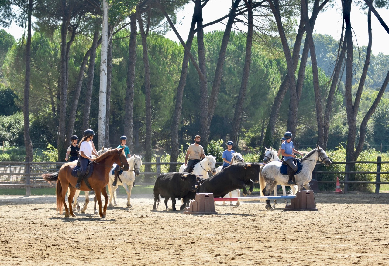 🐃 Stage « Travail du Bétail »