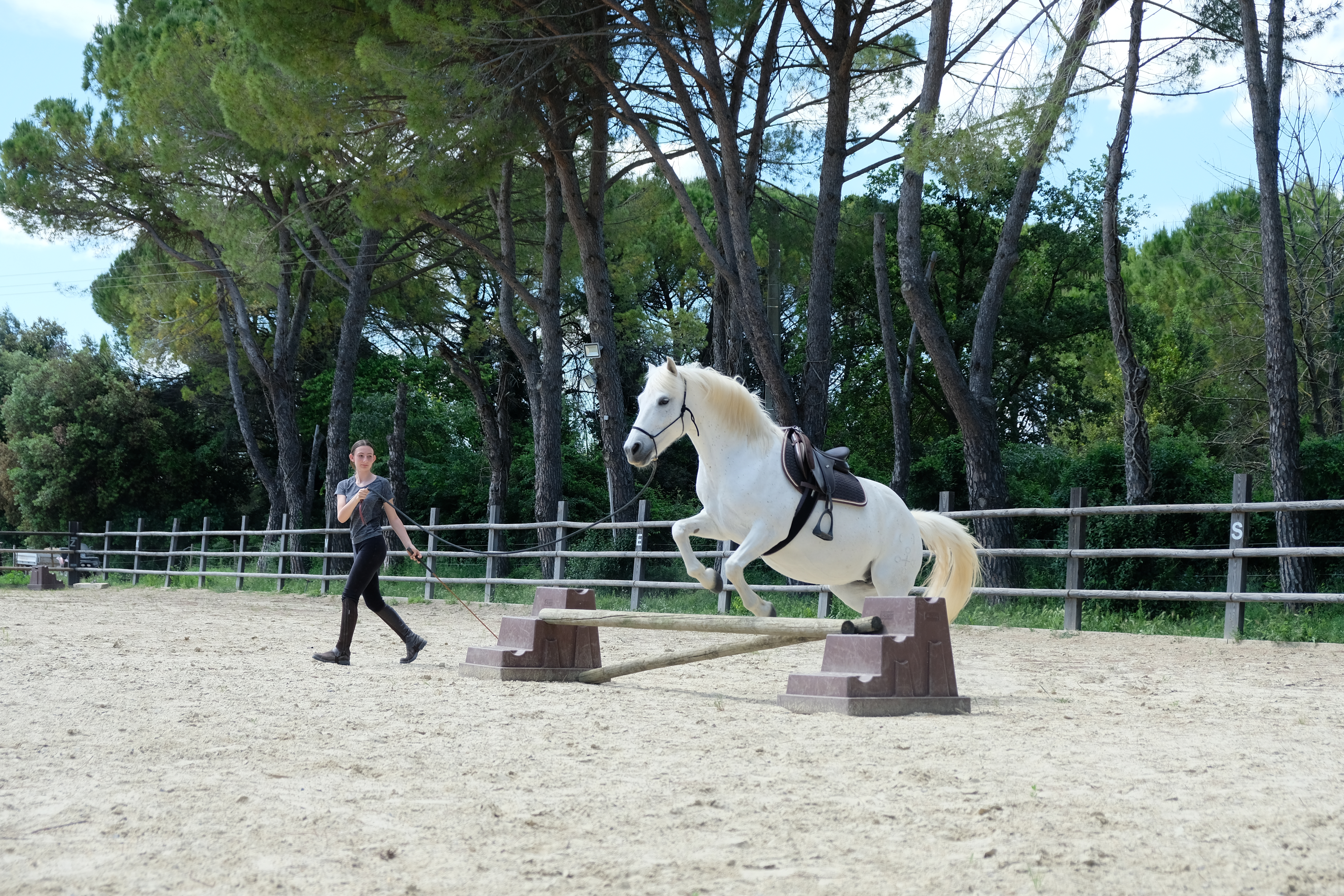 🗝️ Stage « Les clés du Horsemanship »