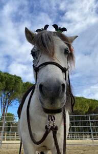 🦄 Stage à Poney