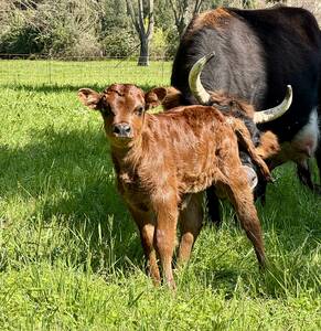 🐃 Stage « Travail du bétail »