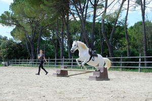 🗝️ Stage « Les clés du Horsemanship »